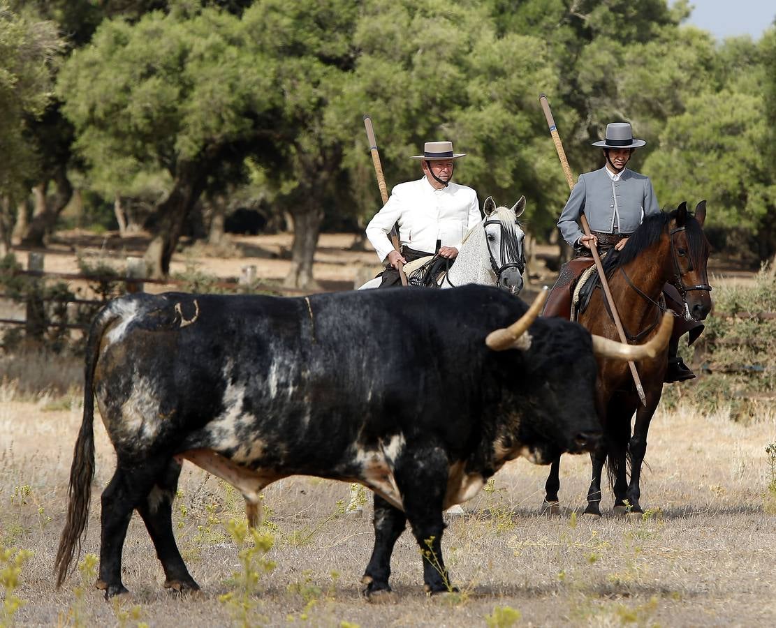 En imágenes: encuentro entre Morante y Domecq para ver los toros de Torrestrella en el campo