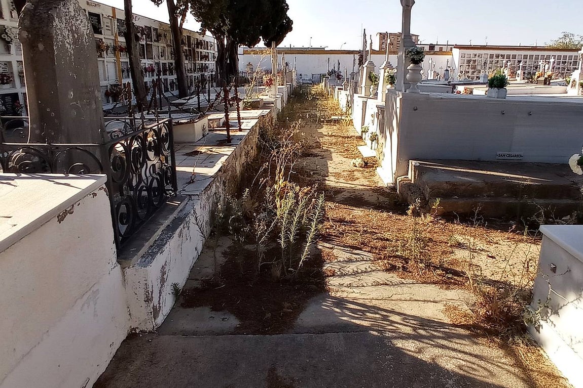 FOTOS: Lamentable estado del Cementerio de El Puerto