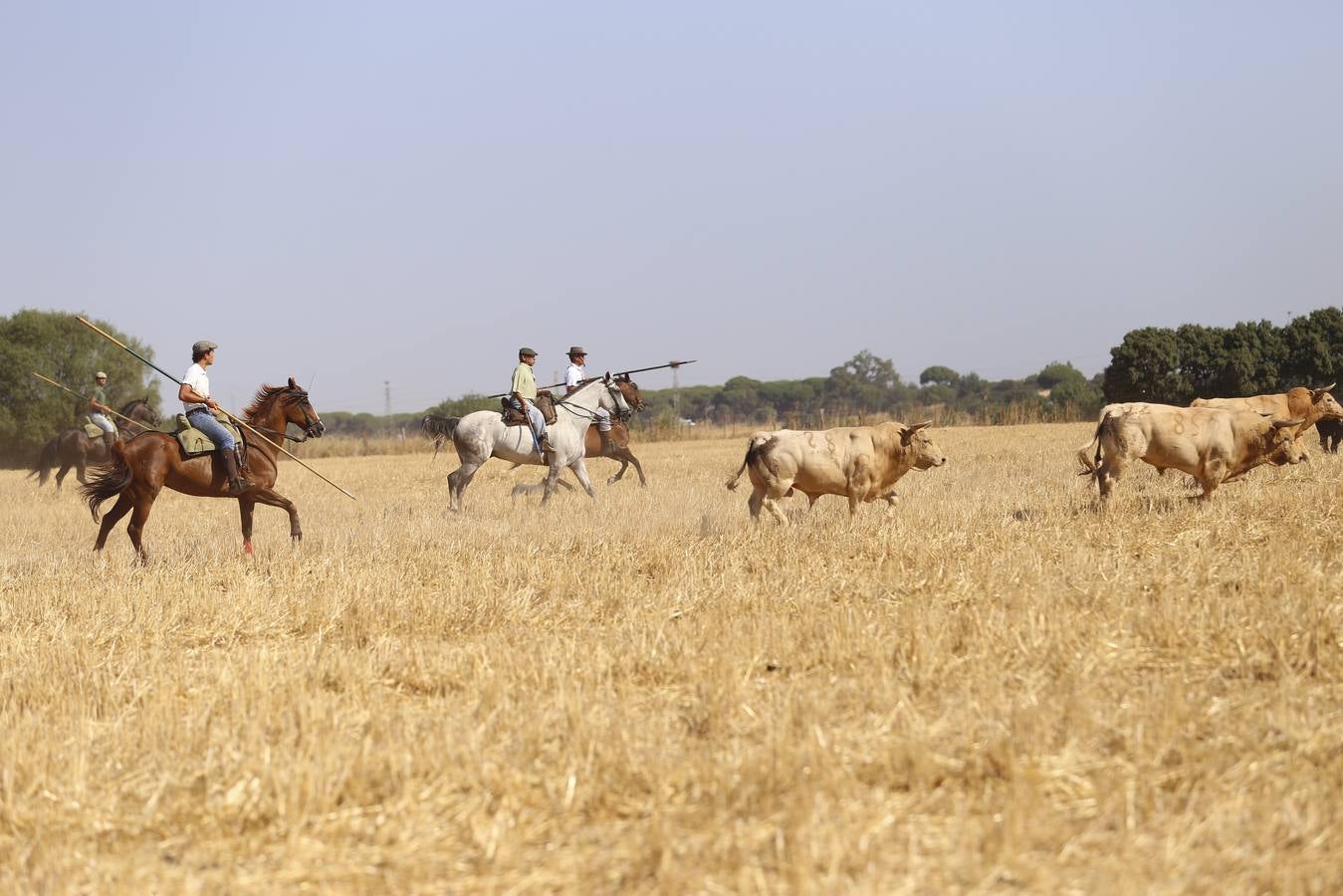 Visita a la finca La Ruiza, que alberga los toros de la próxima corrida en el Puerto de Santa María