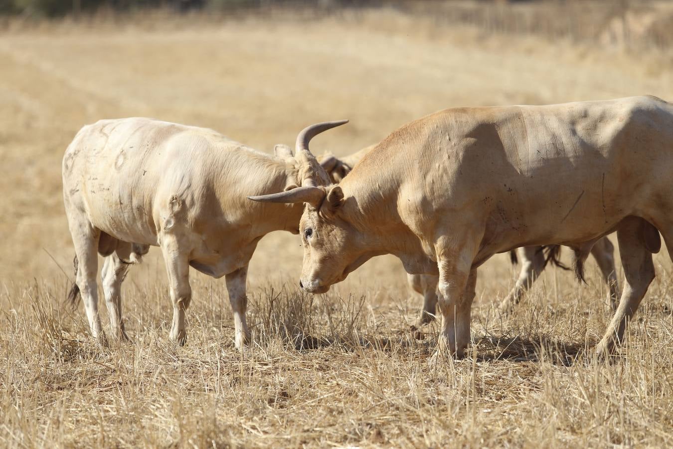 Visita a la finca La Ruiza, que alberga los toros de la próxima corrida en el Puerto de Santa María