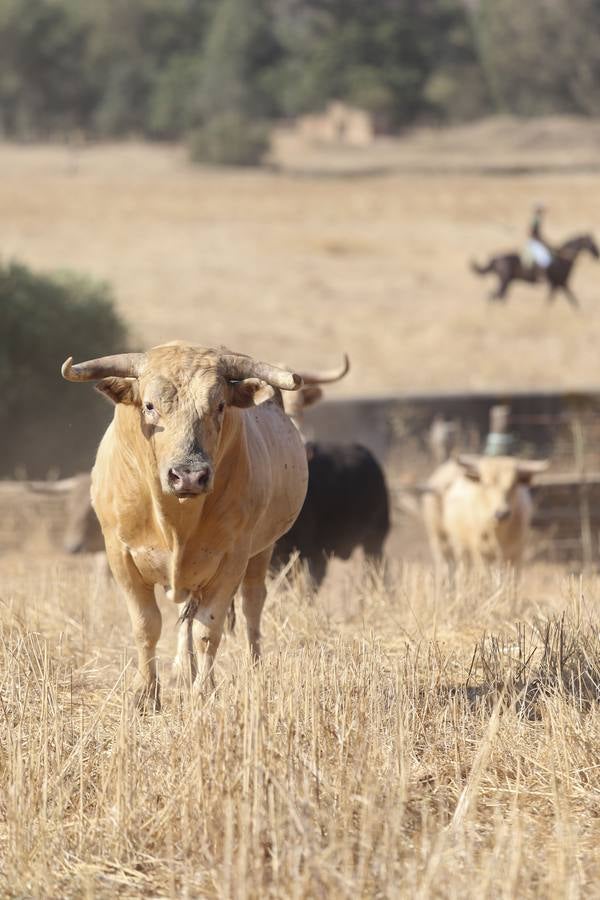 Visita a la finca La Ruiza, que alberga los toros de la próxima corrida en el Puerto de Santa María