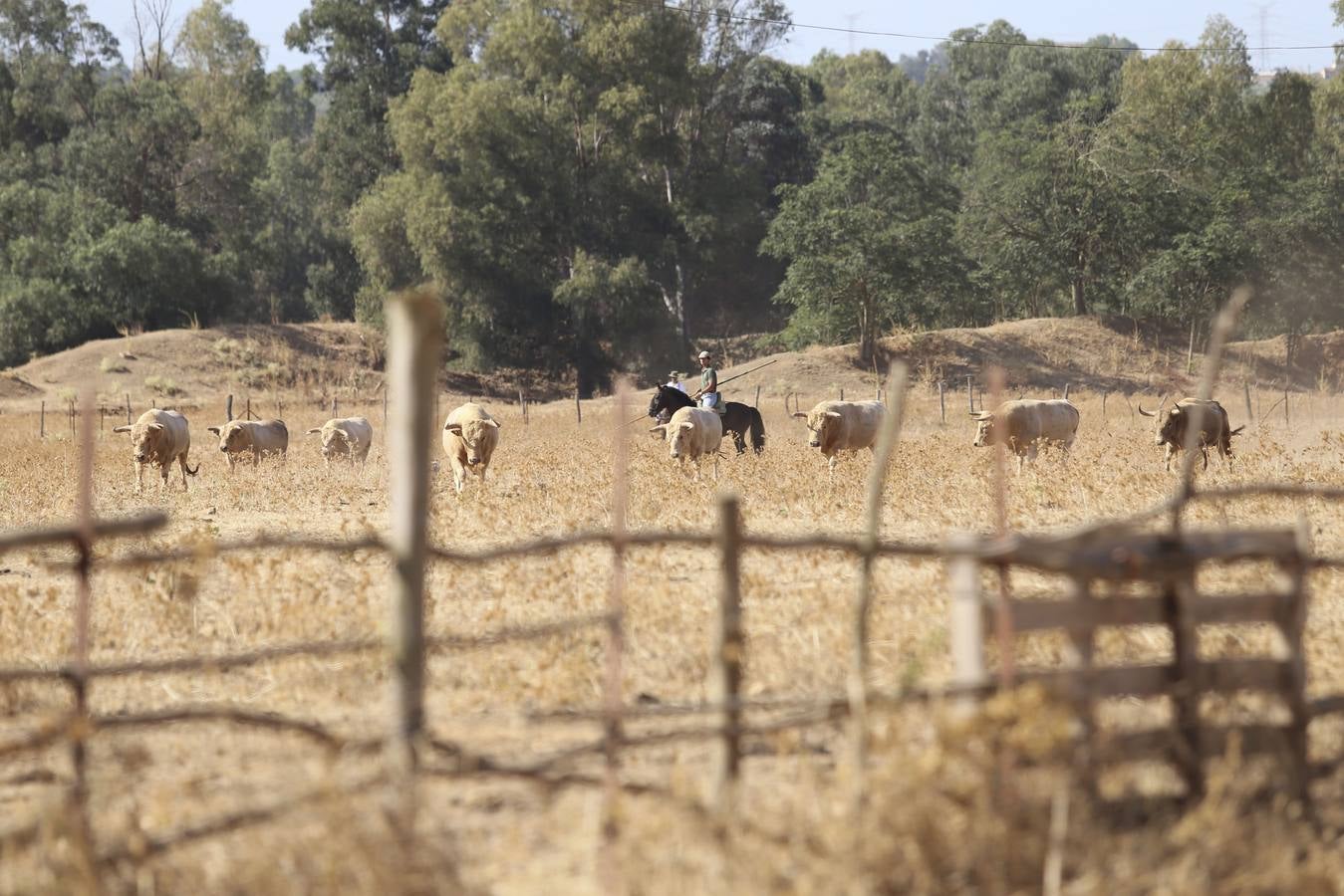 Visita a la finca La Ruiza, que alberga los toros de la próxima corrida en el Puerto de Santa María