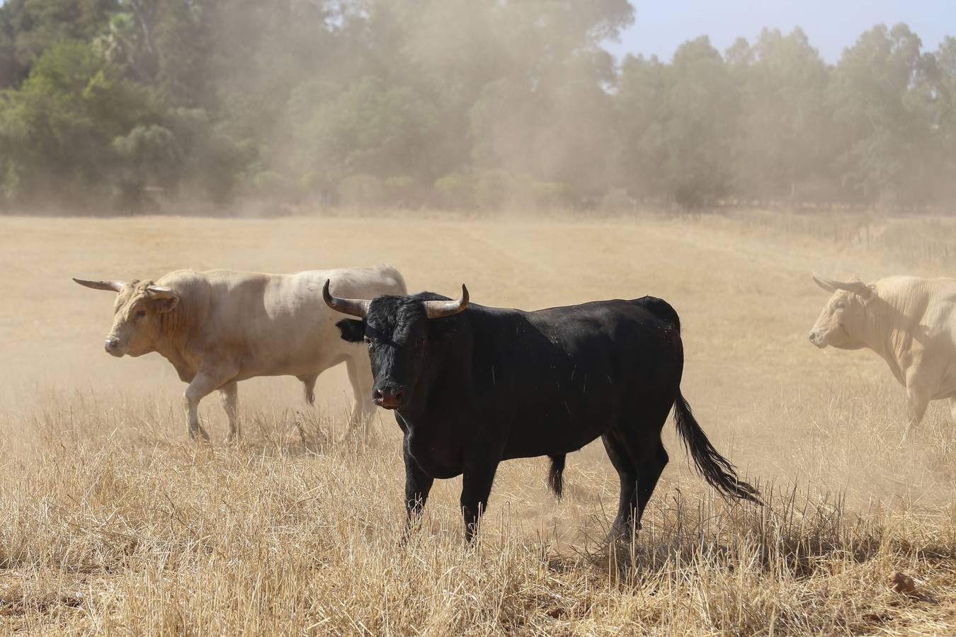 Visita a la finca La Ruiza, que alberga los toros de la próxima corrida en el Puerto de Santa María