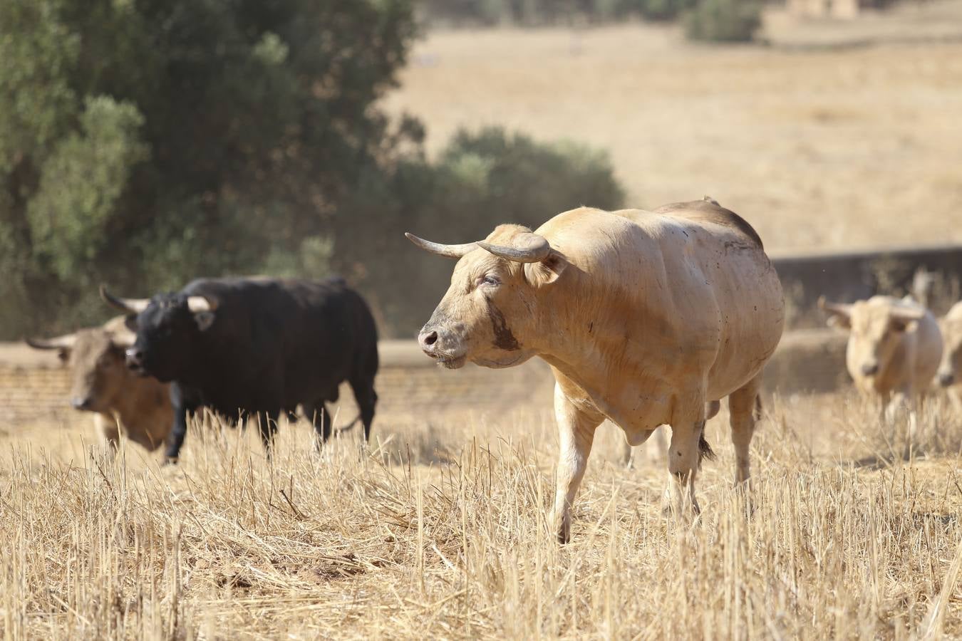 Visita a la finca La Ruiza, que alberga los toros de la próxima corrida en el Puerto de Santa María