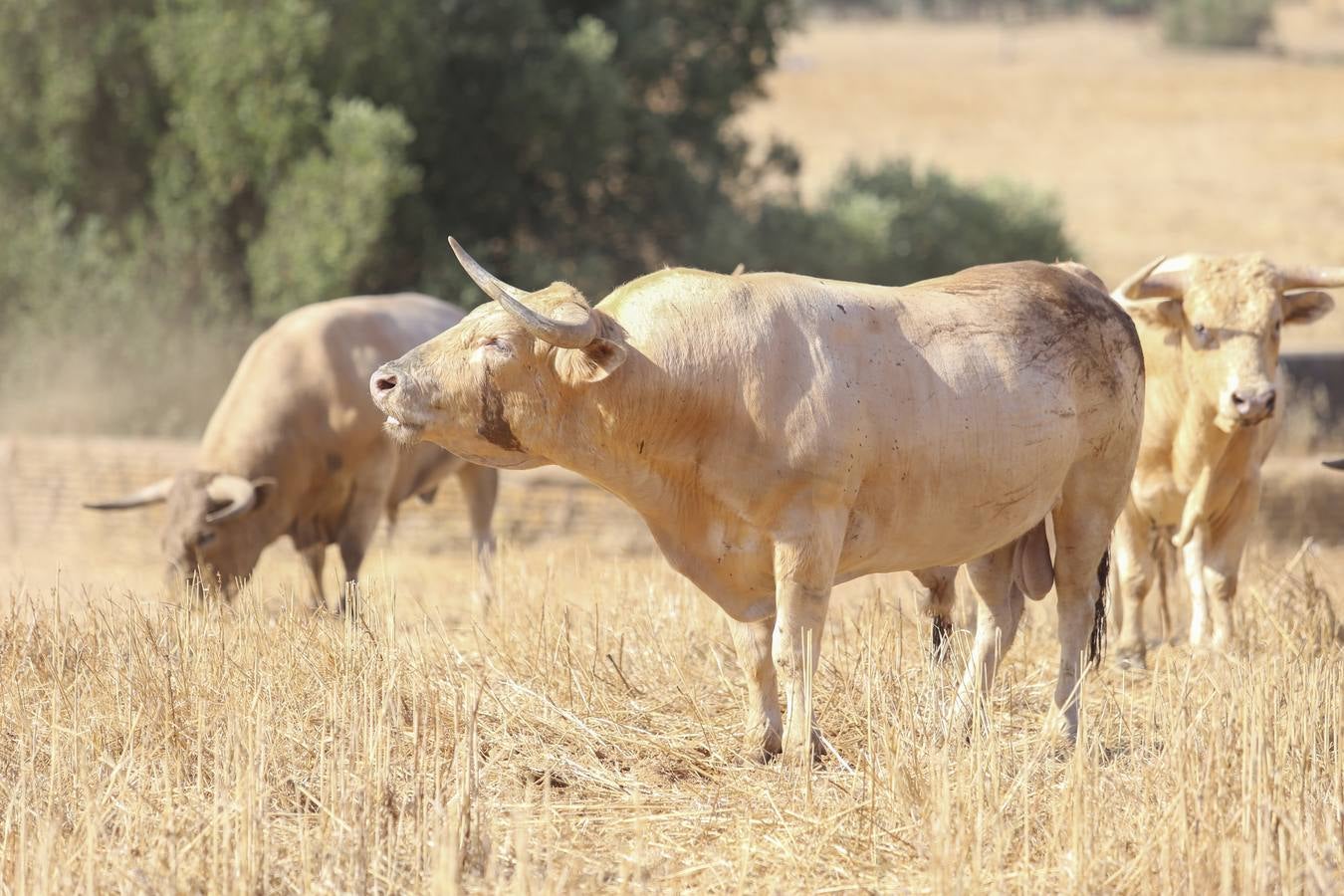 Visita a la finca La Ruiza, que alberga los toros de la próxima corrida en el Puerto de Santa María