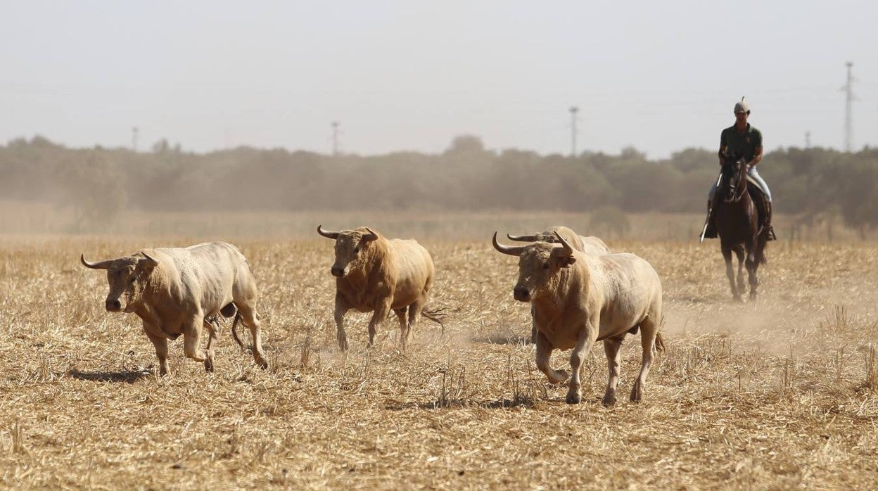 Visita a la finca La Ruiza, que alberga los toros de la próxima corrida en el Puerto de Santa María