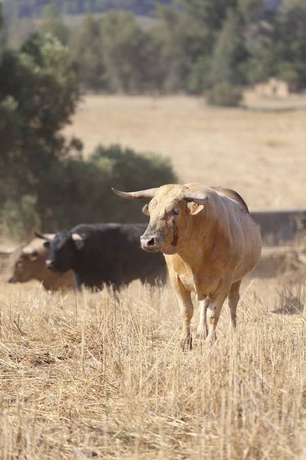 Visita a la finca La Ruiza, que alberga los toros de la próxima corrida en el Puerto de Santa María