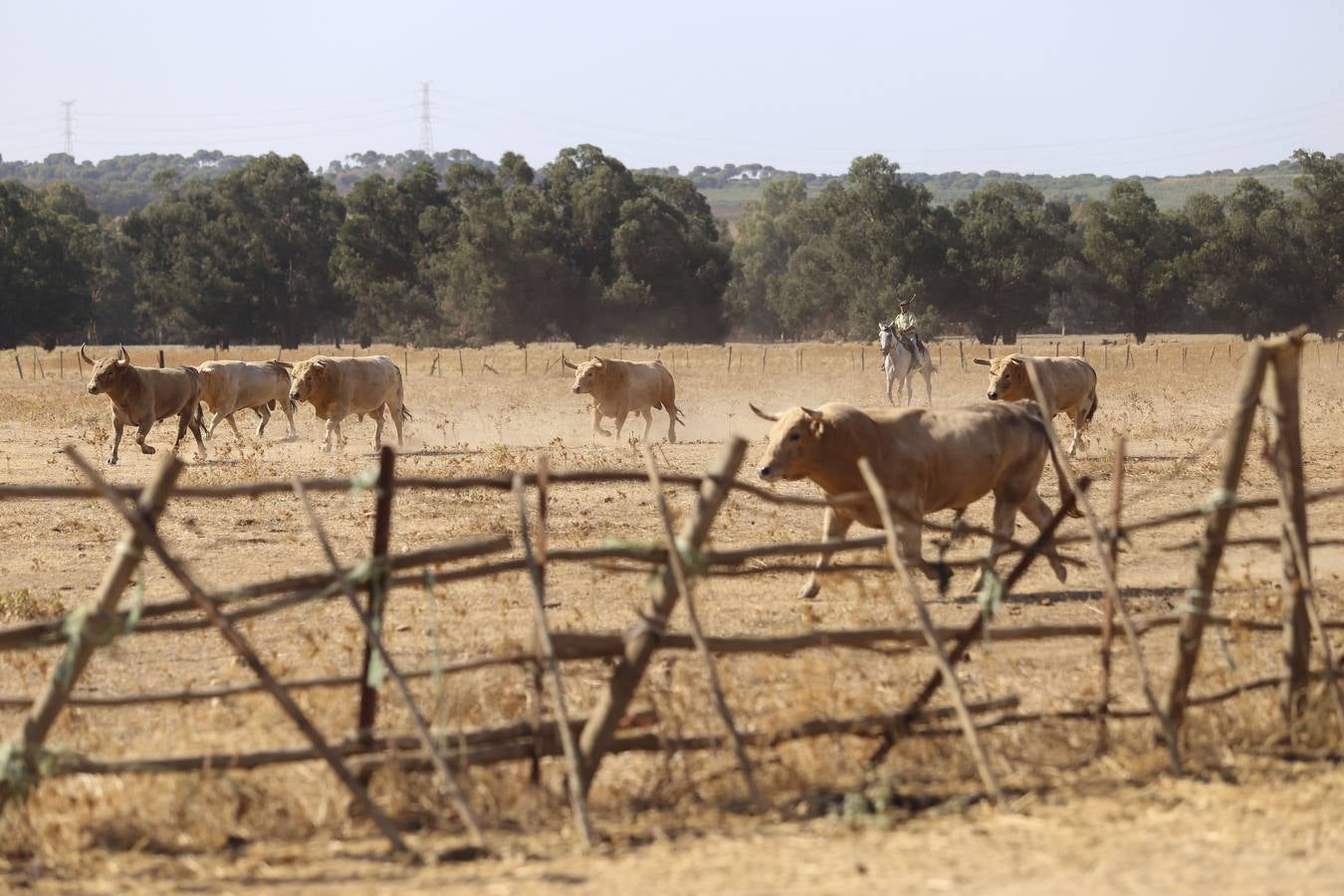 Visita a la finca La Ruiza, que alberga los toros de la próxima corrida en el Puerto de Santa María