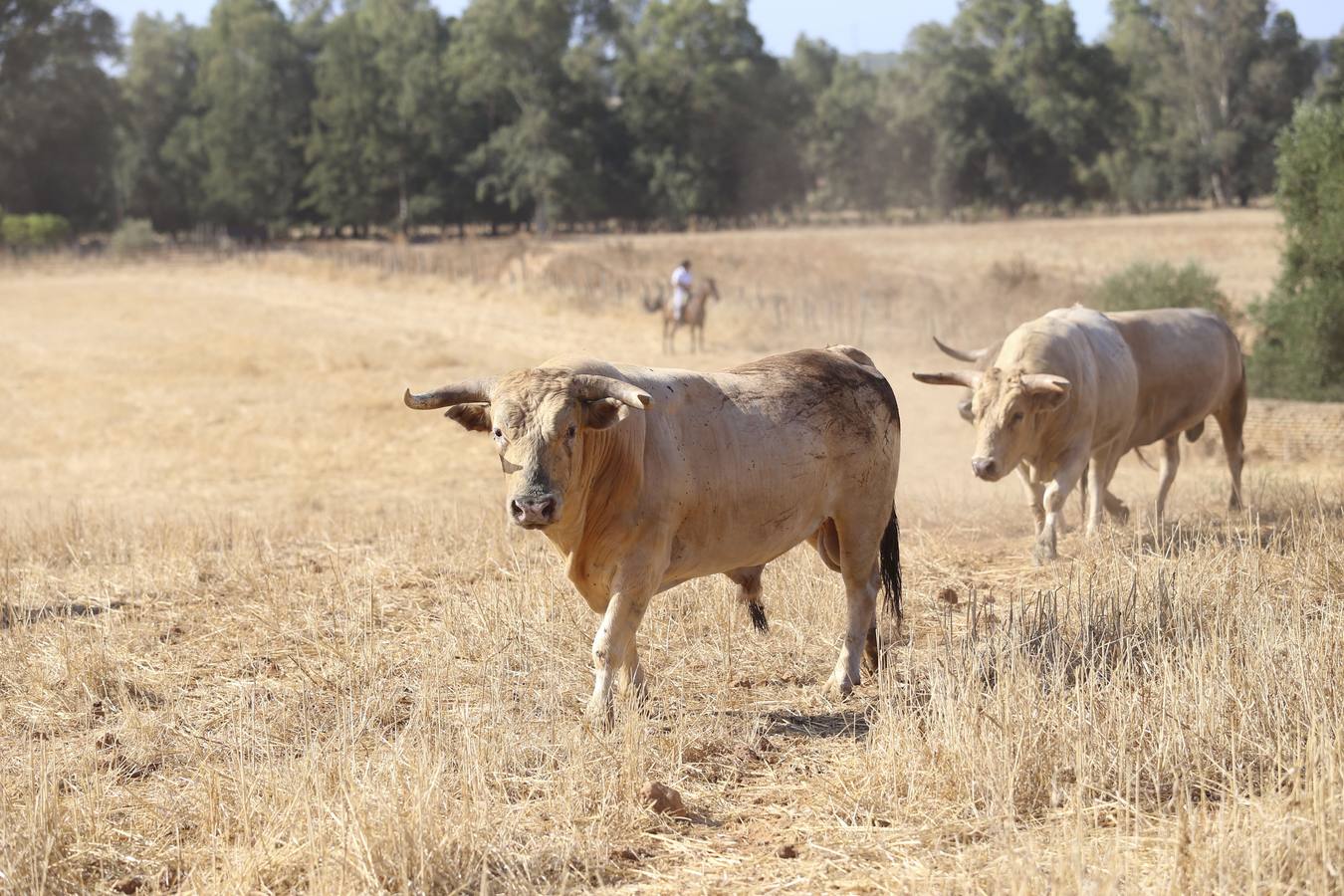 Visita a la finca La Ruiza, que alberga los toros de la próxima corrida en el Puerto de Santa María