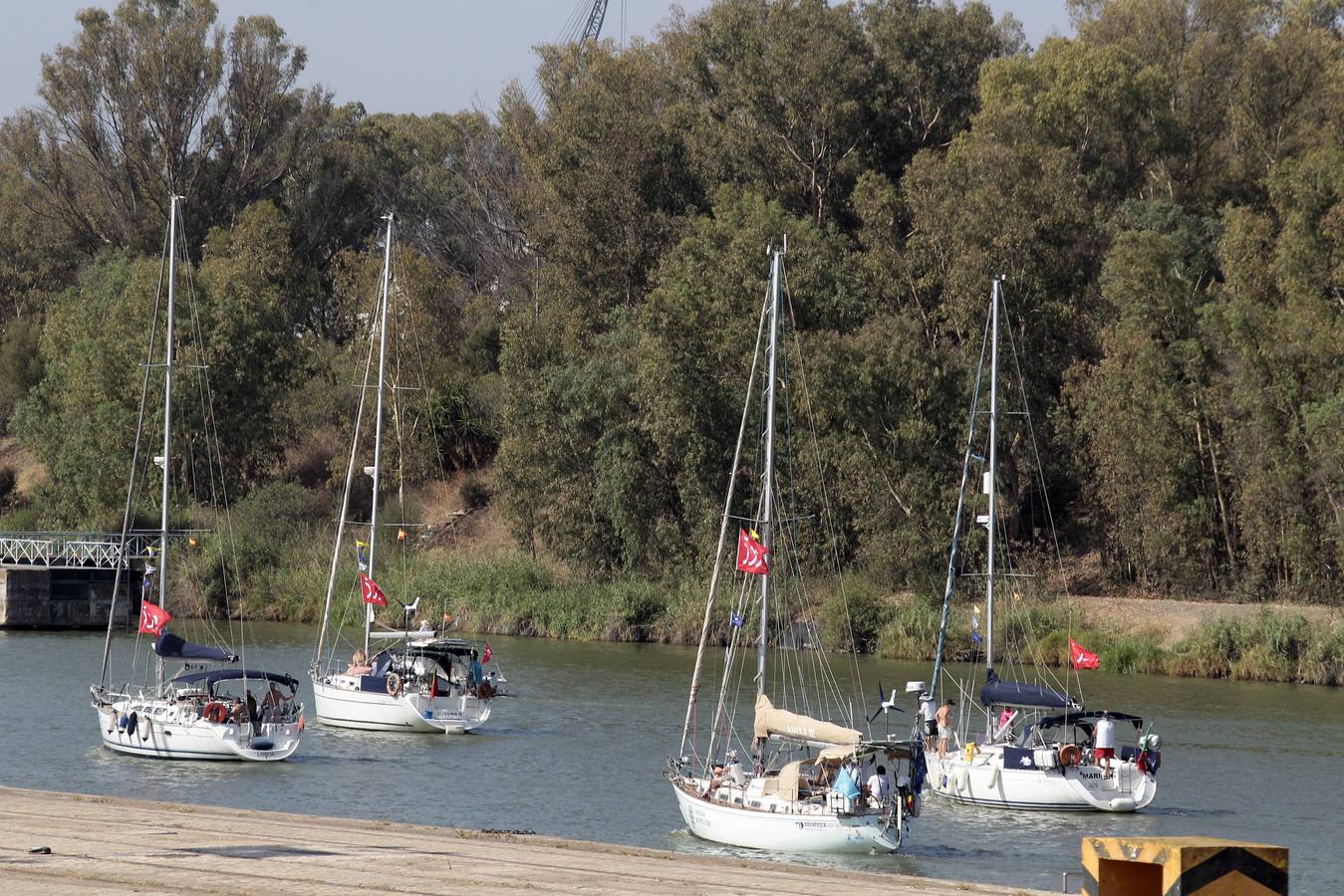 Los veleros se dirigen a Cádiz dejando una curiosa imagen en la dársena del Guadalquivir