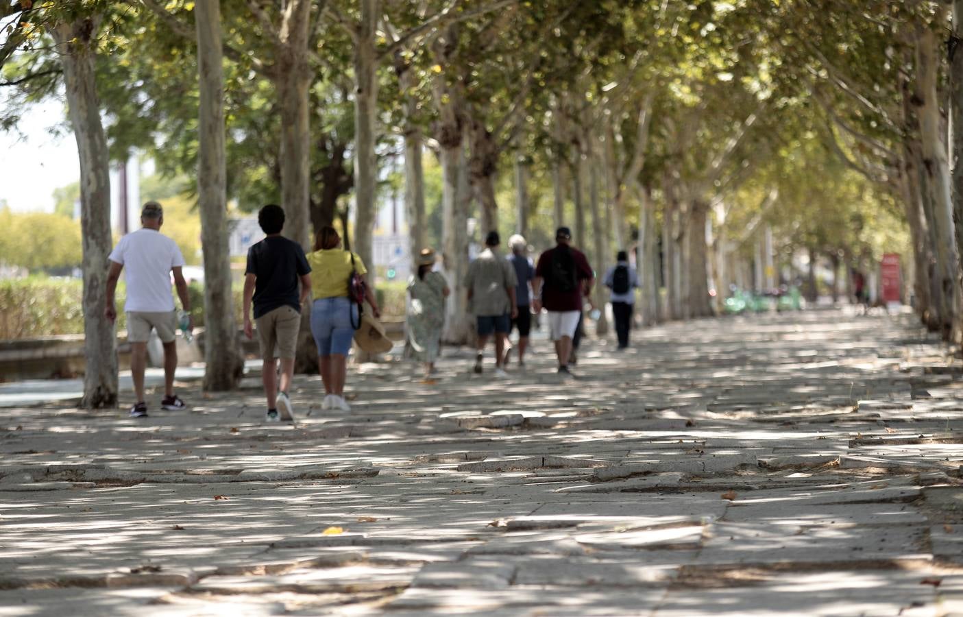 El paradigma de la falta de mantenimiento es Torneo,  donde este martes han comenzado las obras para su transformación en bulevar verde. La muralla de la Macarena o las columnas de la calle Mármoles son otros ejemplos