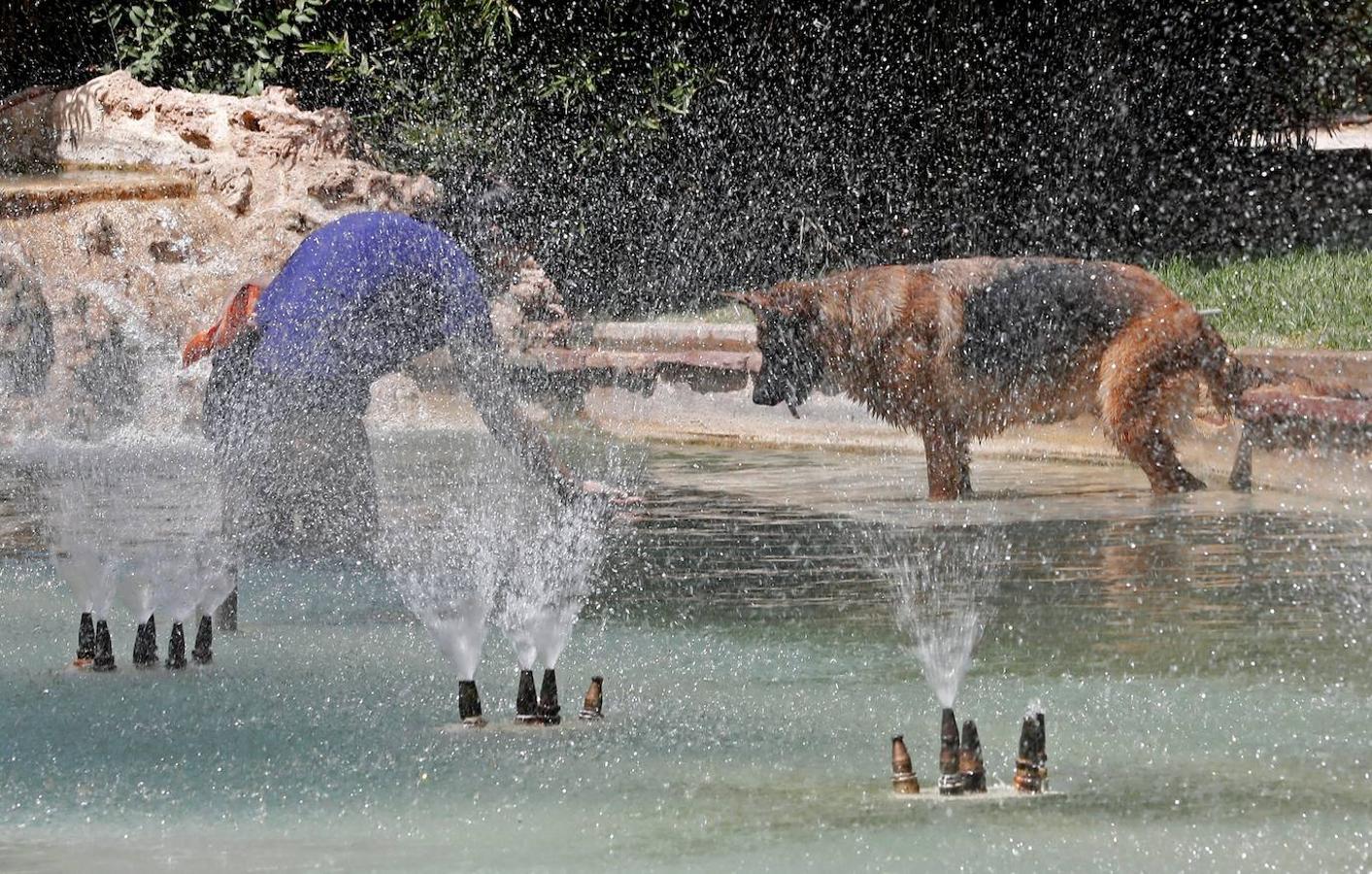 Un hombre y su perro se refrescan en una fuente de Valencia durante la ola de calor que está 'rompiendo' los termómetros en España. 