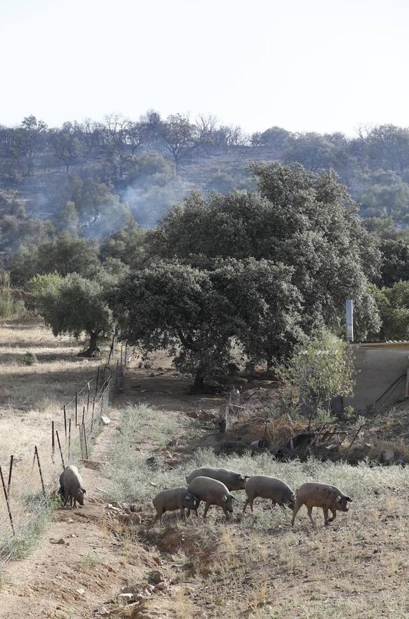 La extinción del incendio forestal de Villaharta, en imágenes