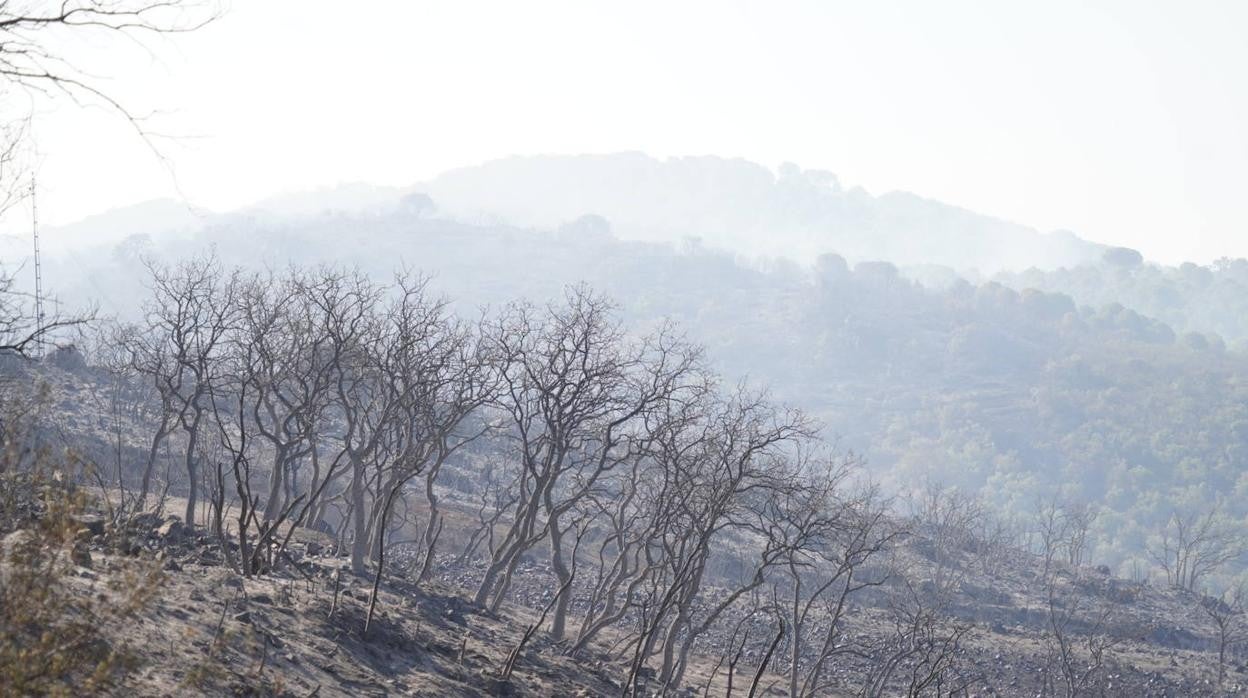 El incendio forestal de Alcaracejos, en imágenes