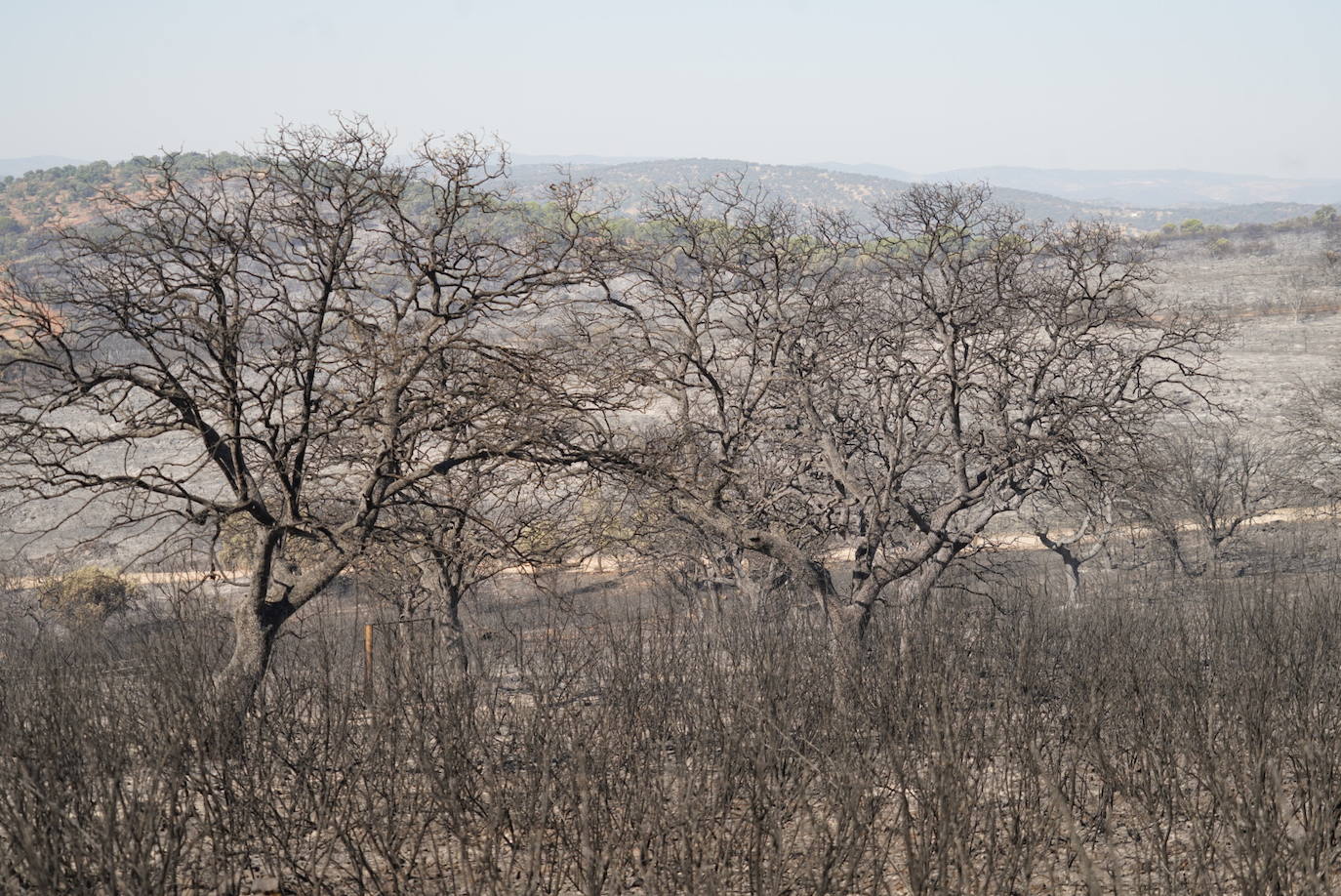 El incendio forestal de Alcaracejos, en imágenes