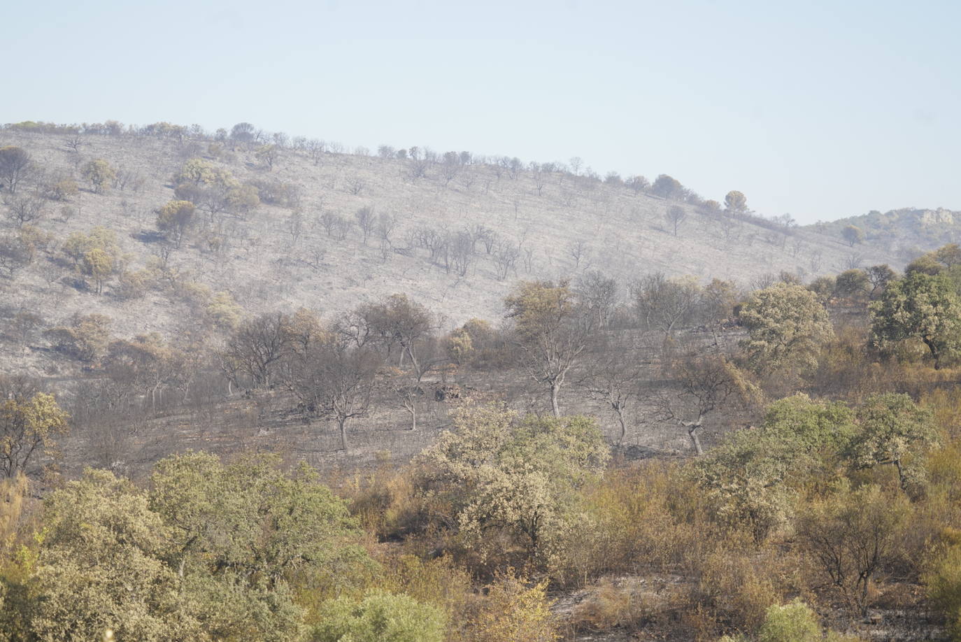 El incendio forestal de Alcaracejos, en imágenes