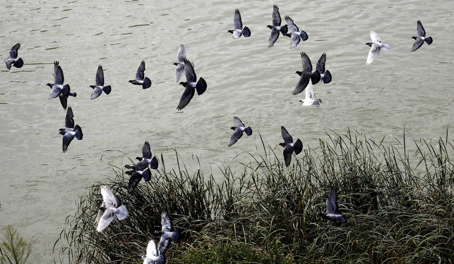 La fauna en el Guadalquivir en Córdoba, en imágenes