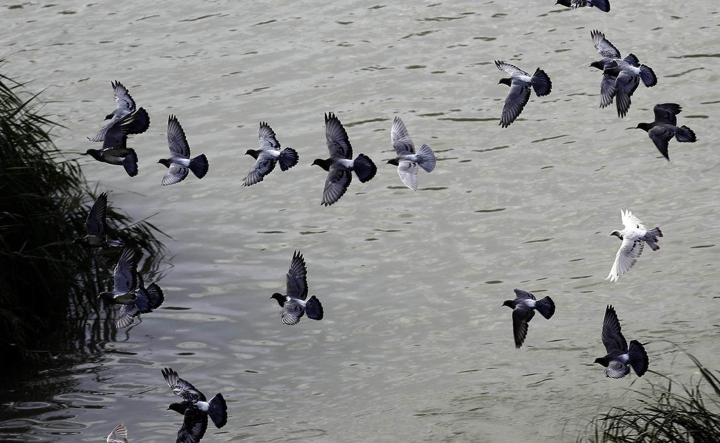 La fauna en el Guadalquivir en Córdoba, en imágenes