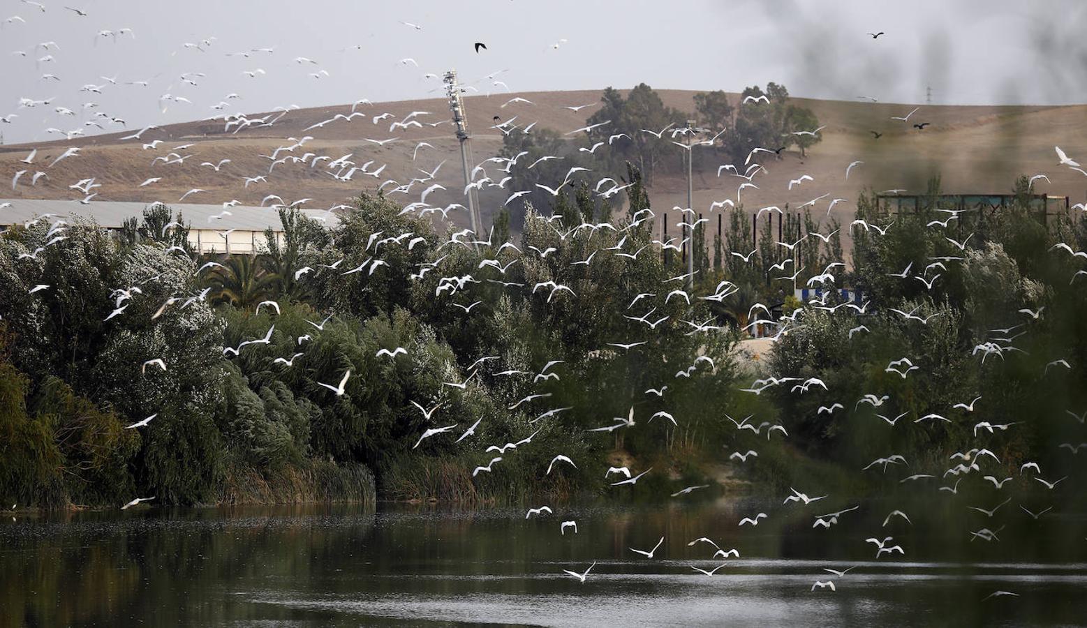 La fauna en el Guadalquivir en Córdoba, en imágenes