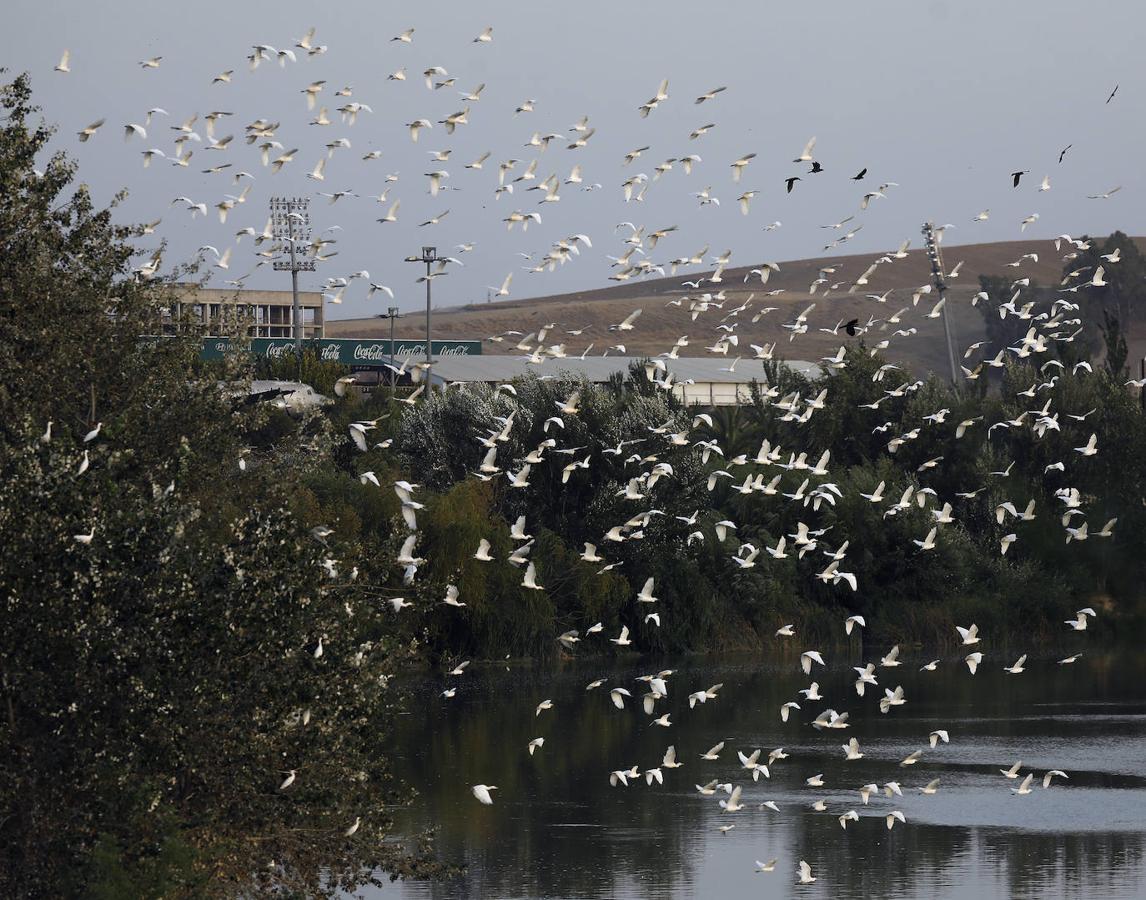 La fauna en el Guadalquivir en Córdoba, en imágenes