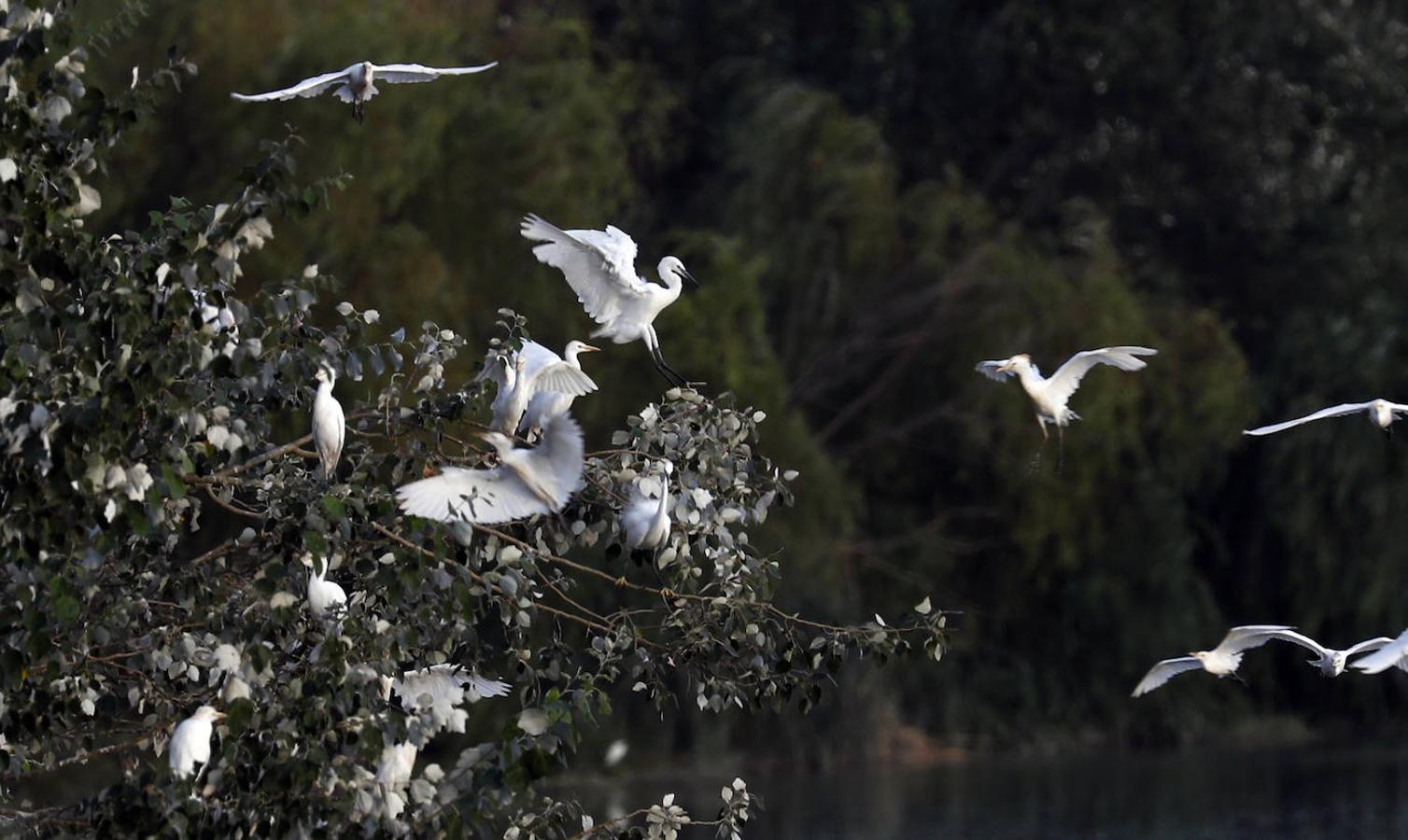 La fauna en el Guadalquivir en Córdoba, en imágenes