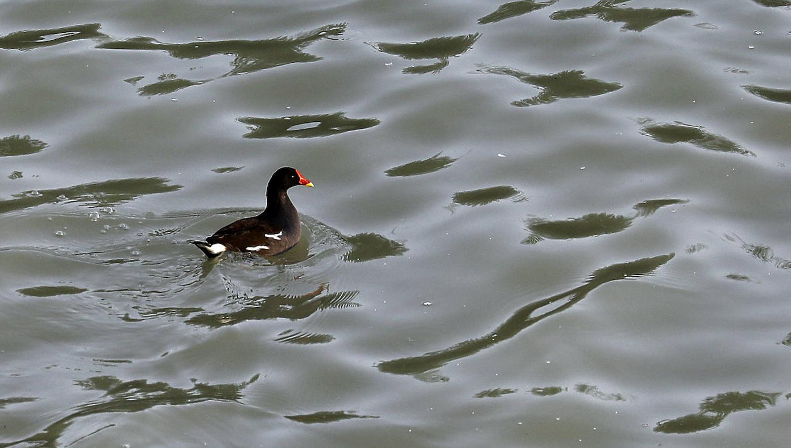 La fauna en el Guadalquivir en Córdoba, en imágenes