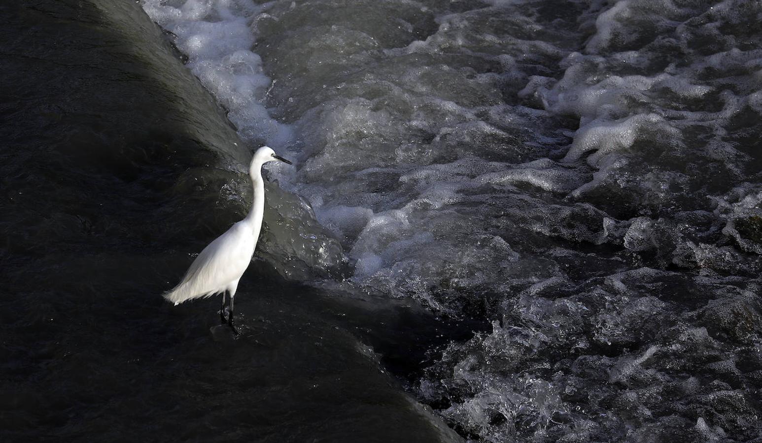 La fauna en el Guadalquivir en Córdoba, en imágenes