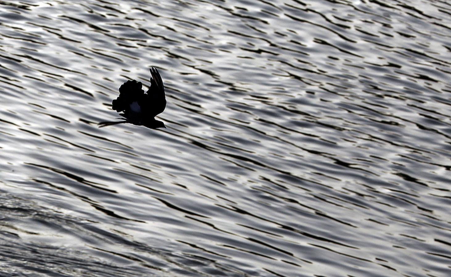 La fauna en el Guadalquivir en Córdoba, en imágenes