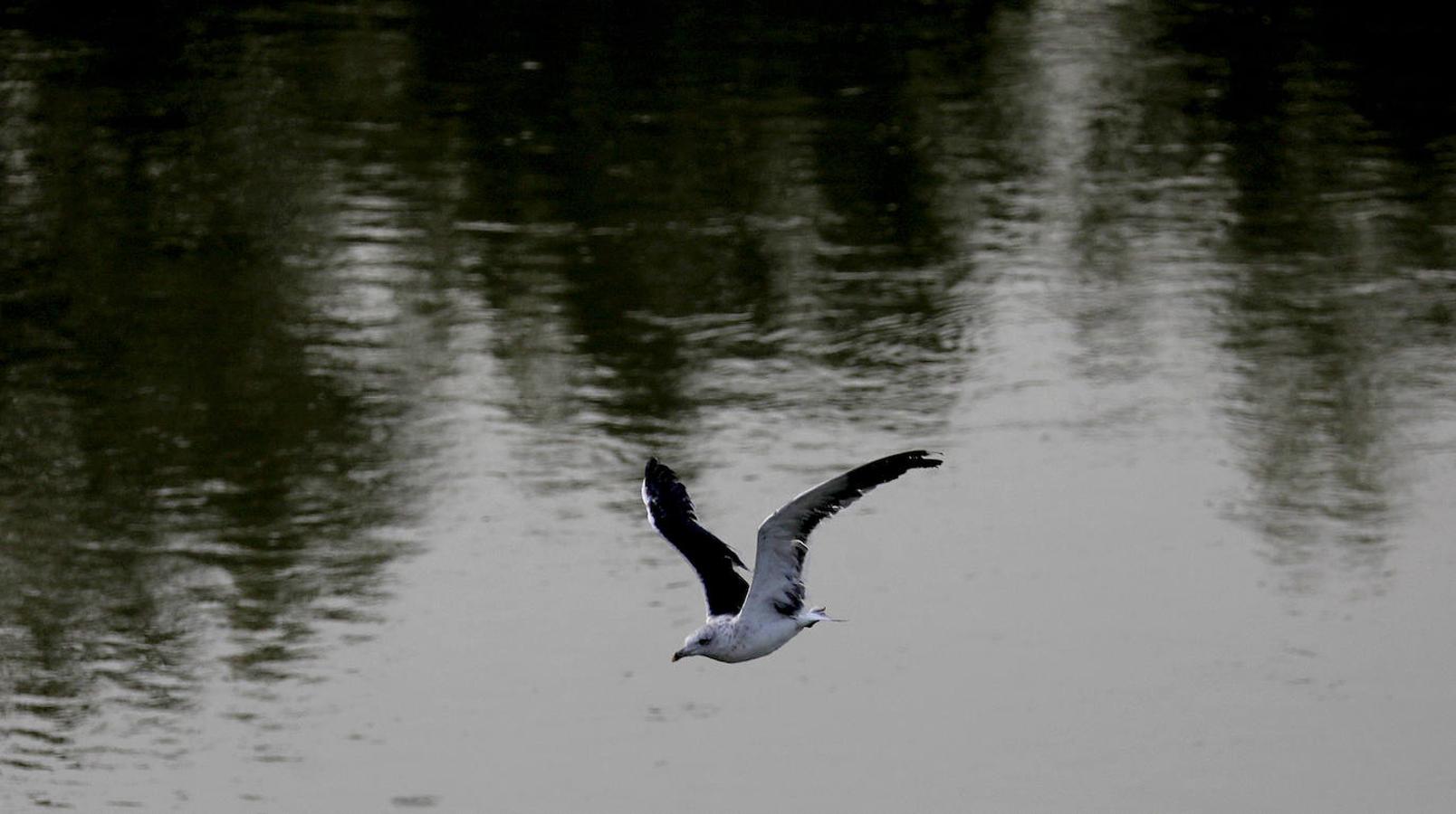 La fauna en el Guadalquivir en Córdoba, en imágenes