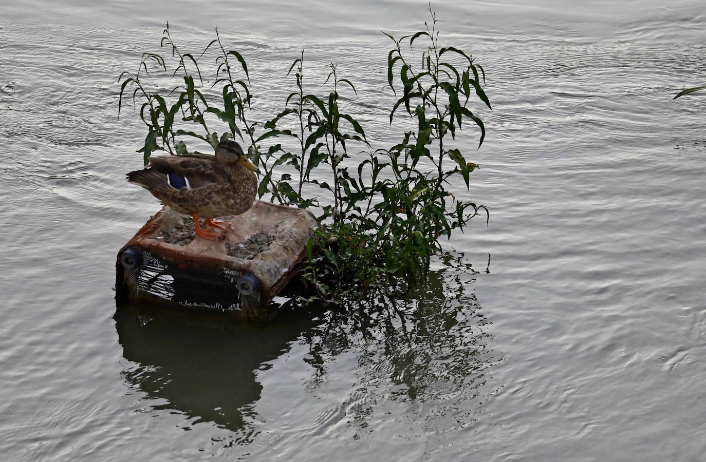 La fauna en el Guadalquivir en Córdoba, en imágenes