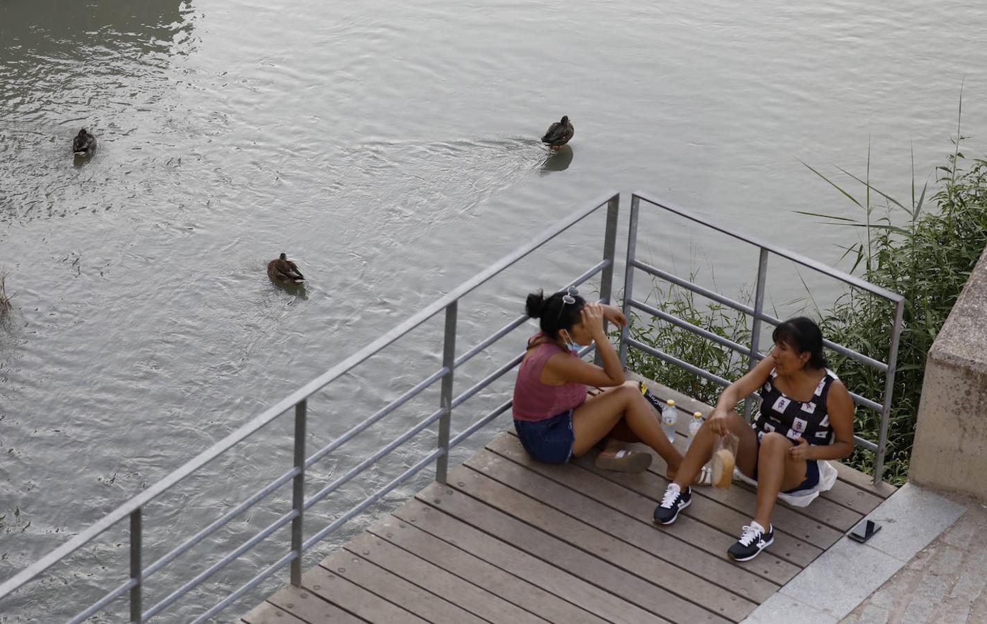 La fauna en el Guadalquivir en Córdoba, en imágenes