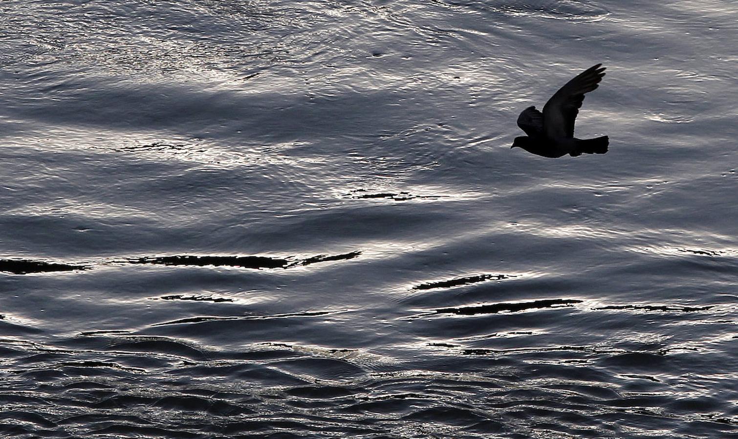 La fauna en el Guadalquivir en Córdoba, en imágenes