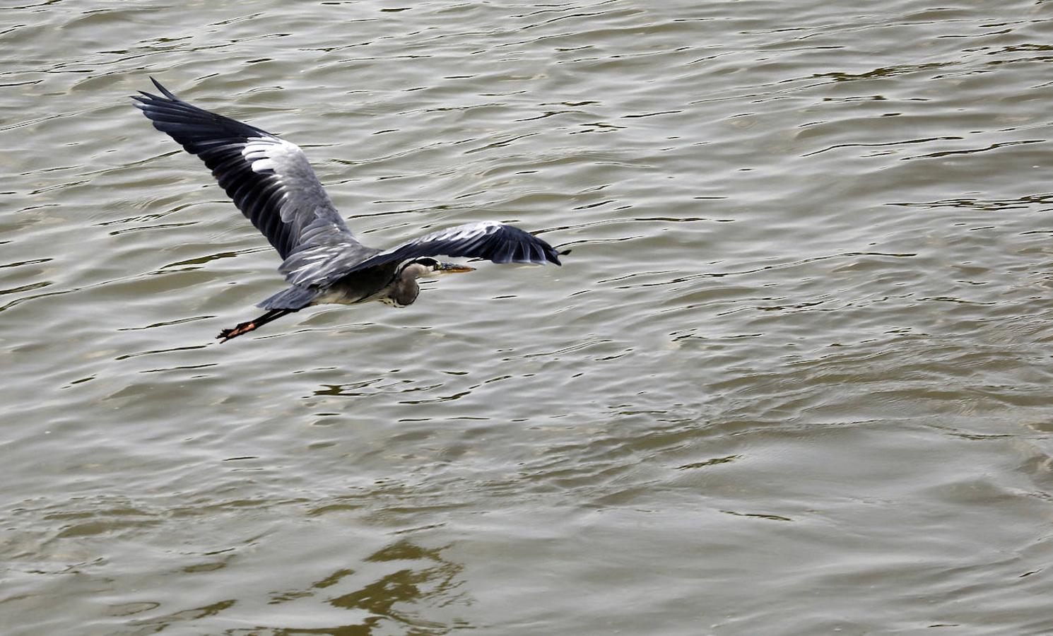 La fauna en el Guadalquivir en Córdoba, en imágenes