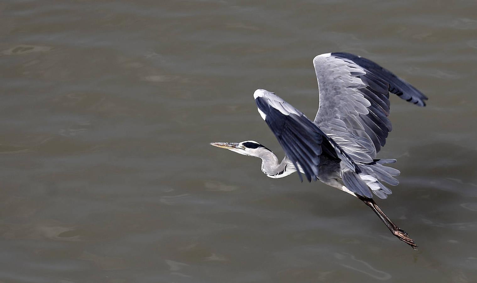 La fauna en el Guadalquivir en Córdoba, en imágenes