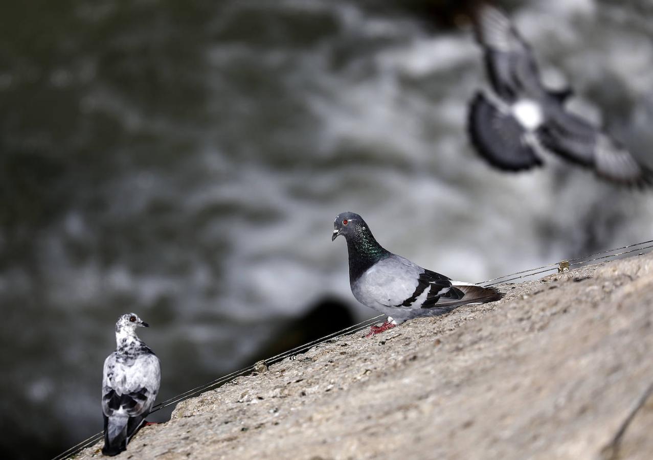 La fauna en el Guadalquivir en Córdoba, en imágenes