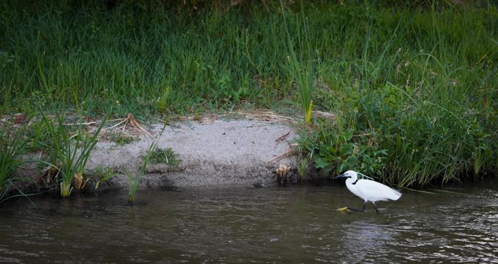 12.. Una garza pasea por el agua en busca de peces