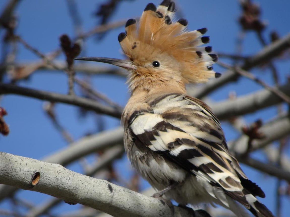 15.. Las abubillas fueron una de las grande sorpresas del Manzanares, ya que no son propias de los ríos, sino de las dehesas del sur de la península