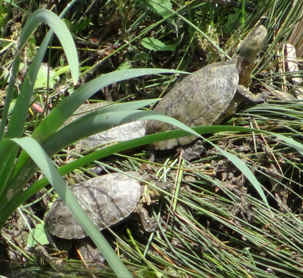 17.. Los galápagos leprosos son característicos de los ríos madrileños. Se liberaron hace unos meses 50 ejemplares