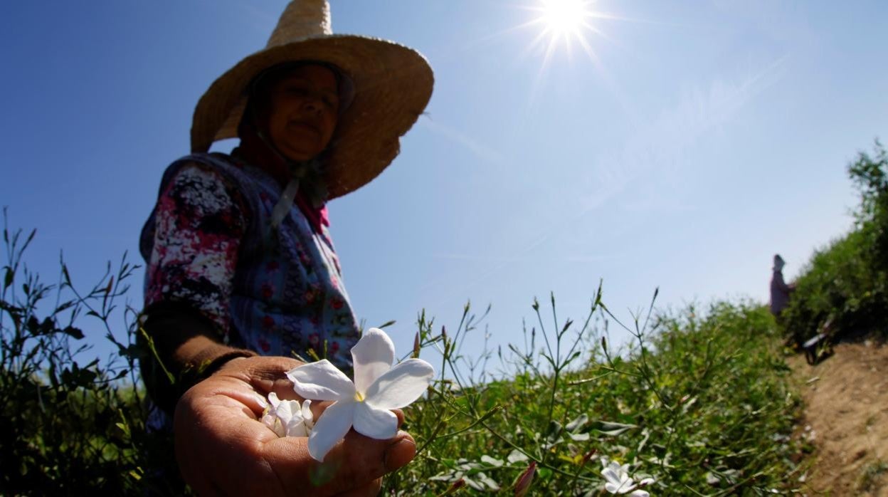 El pueblo de Francia que es la &#039;Capital mundial del perfume&#039;