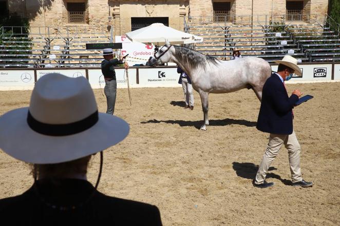 El Concurso Morfológico de Pura Raza Española (PRE) &#039;Ciudad de Córdoba&#039;, en imágenes