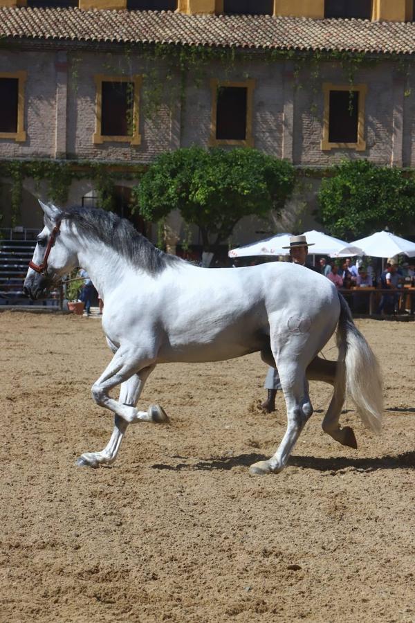 El Concurso Morfológico de Pura Raza Española (PRE) &#039;Ciudad de Córdoba&#039;, en imágenes