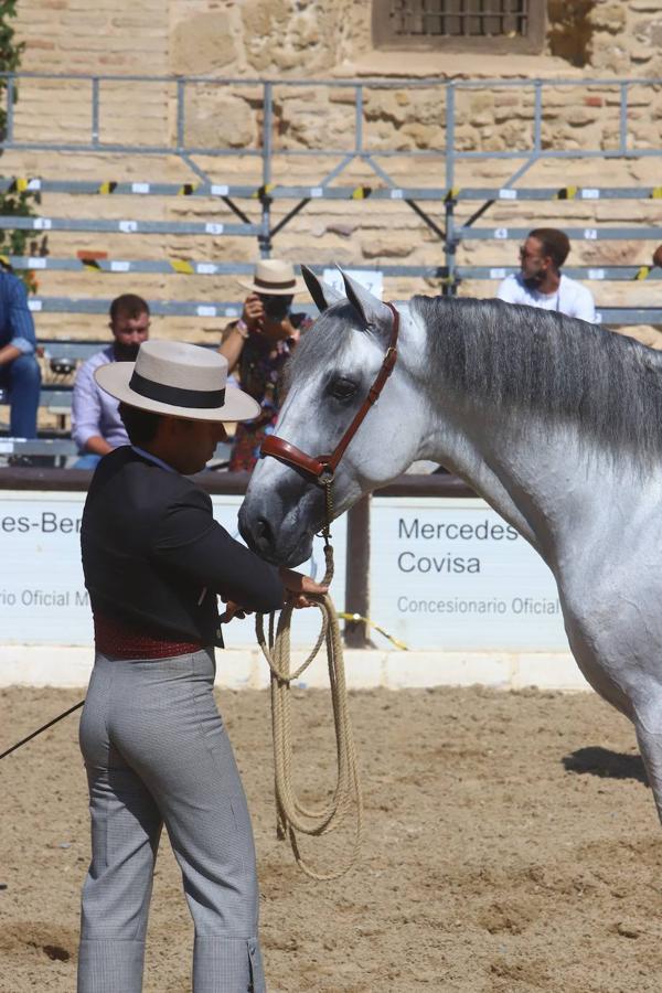 El Concurso Morfológico de Pura Raza Española (PRE) &#039;Ciudad de Córdoba&#039;, en imágenes