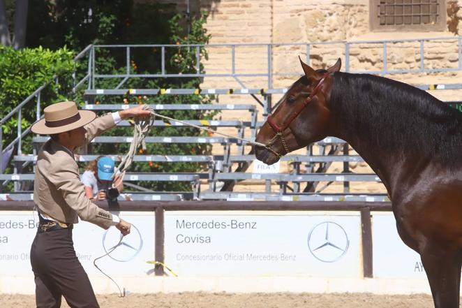 El Concurso Morfológico de Pura Raza Española (PRE) &#039;Ciudad de Córdoba&#039;, en imágenes