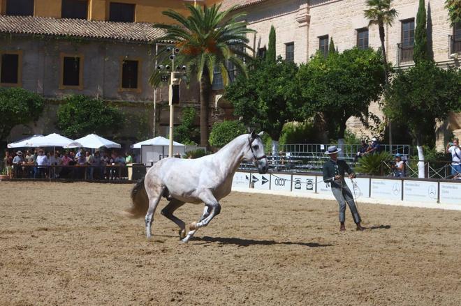 El Concurso Morfológico de Pura Raza Española (PRE) &#039;Ciudad de Córdoba&#039;, en imágenes