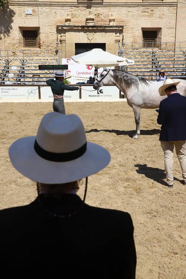 El Concurso Morfológico de Pura Raza &#039;Ciudad de Córdoba&#039; ratifica su excelencia y alto nivel