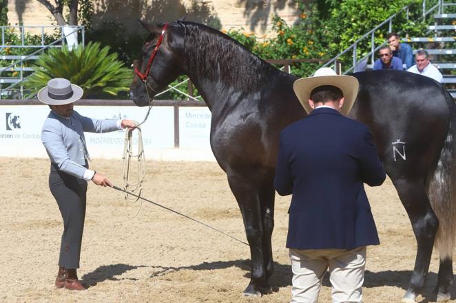 El Concurso Morfológico de Pura Raza Española (PRE) &#039;Ciudad de Córdoba&#039;, en imágenes