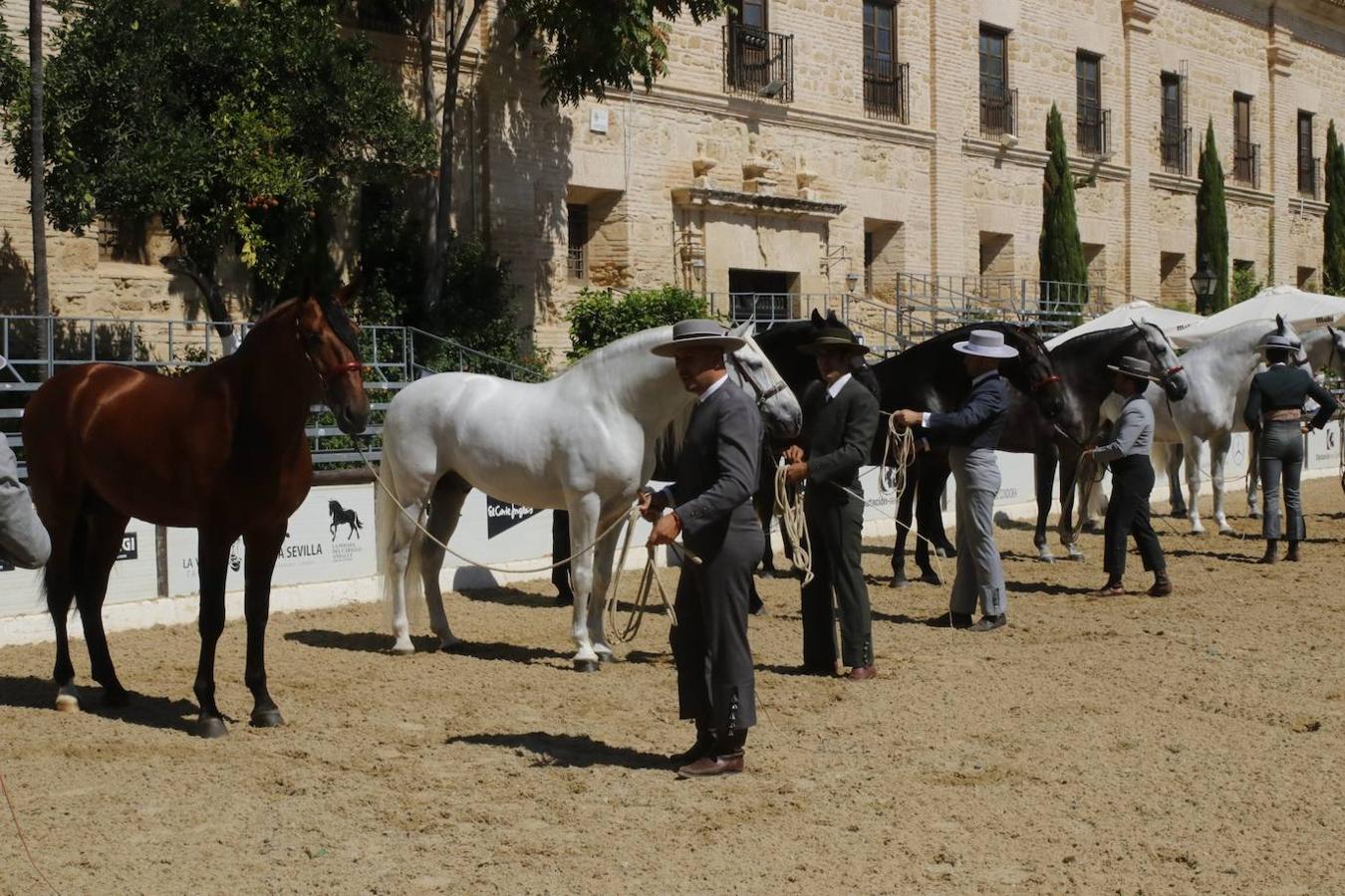 La entrega de Premios Cabalcor 2021 en Caballerizas Reales, en imágenes