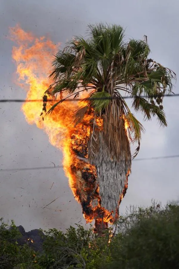 Una palmera incendiada a consecuencia de la erupción del volcán. 