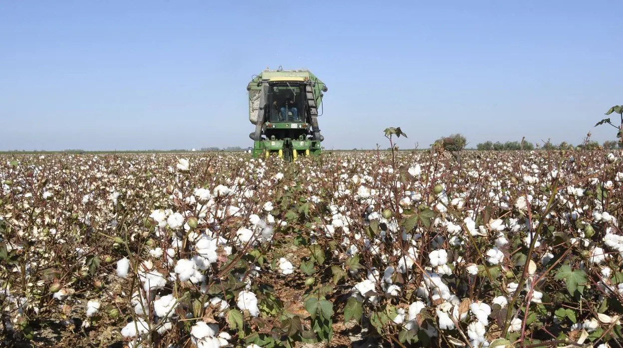 Las imágenes del inicio de la campaña de recogida del algodón