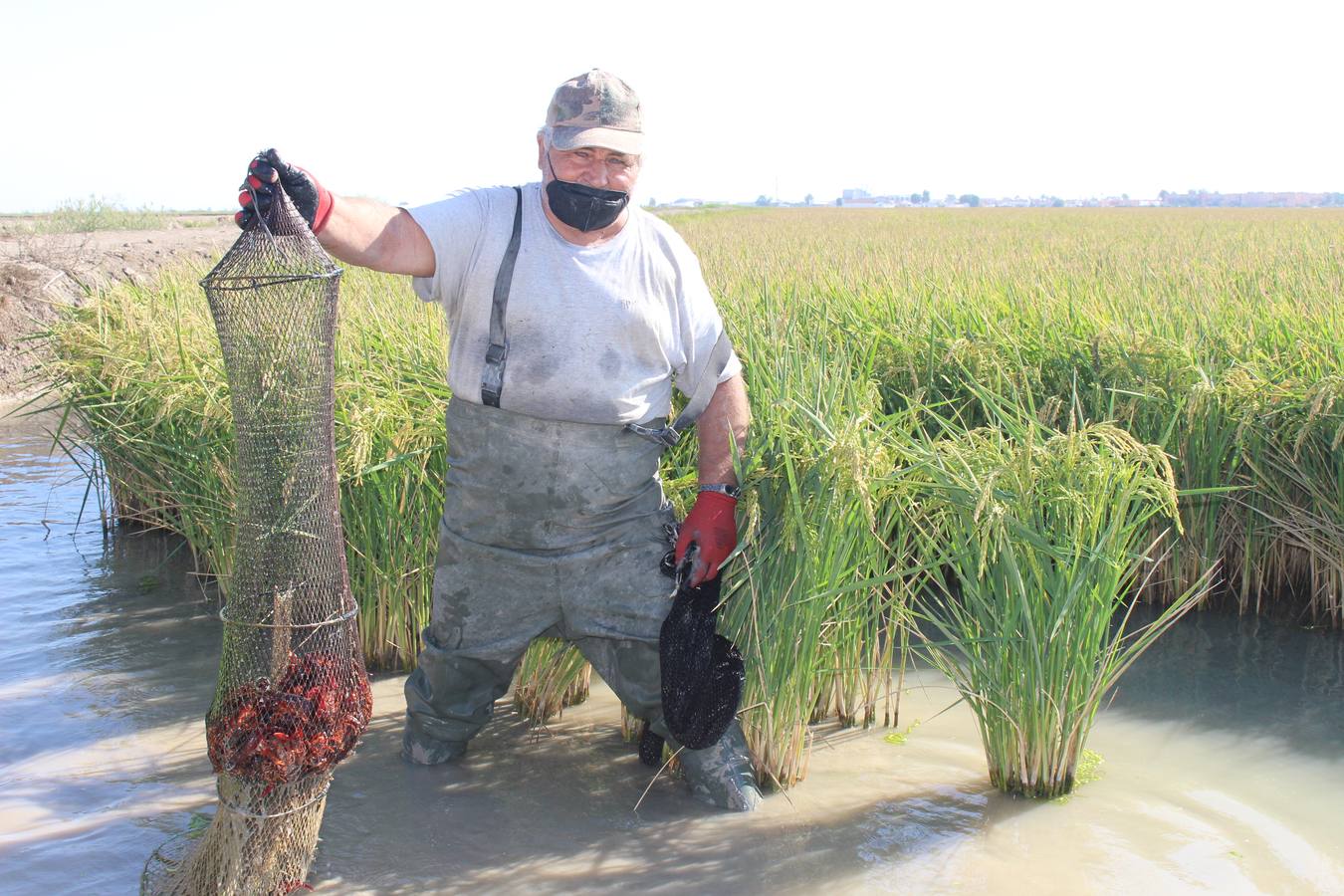 En imágenes, malos tiempos para la pesca del cangrejo rojo en Sevilla